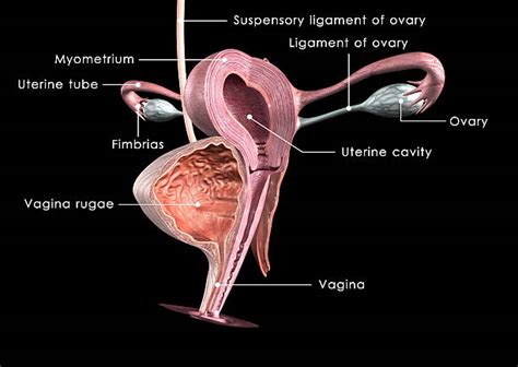 vajina|The Human Vagina and Other Female Anatomy